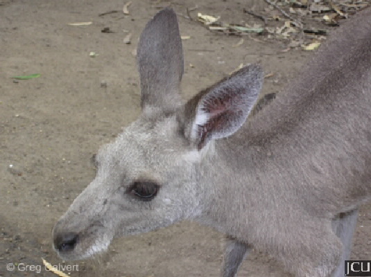 Macropus giganteus