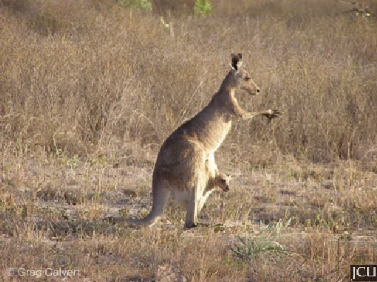 Macropus giganteus