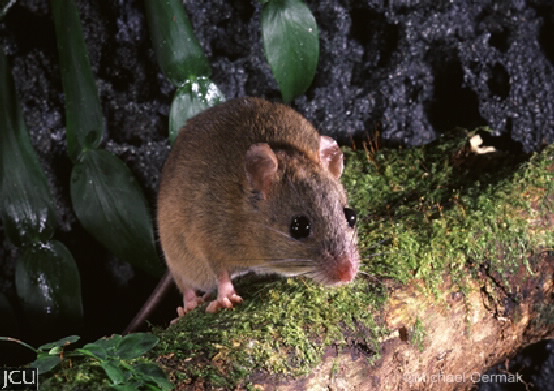 Melomys cervinipes
