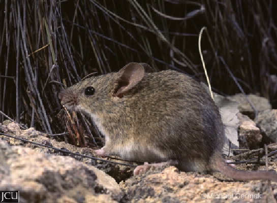 Mus musculus