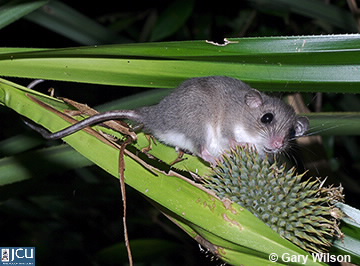 Image of Cercartetus caudatus