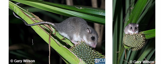 Images of long tail possum