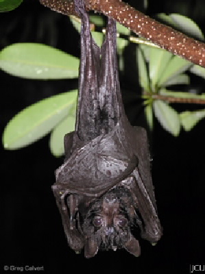 Pteropus alecto