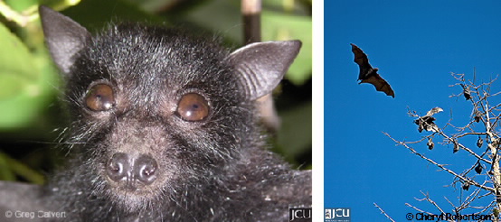 Images of black flying fox