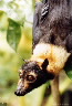 Pteropus conspicillatus