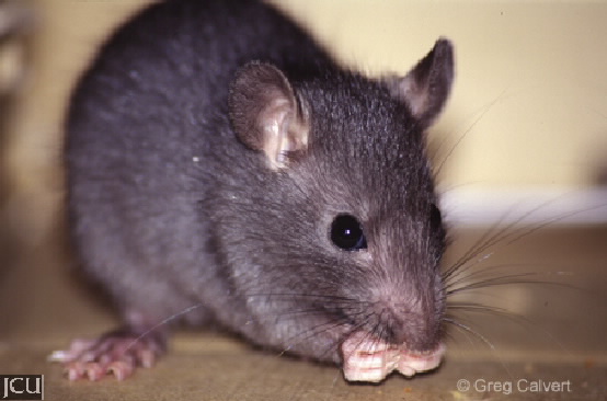 Rattus rattus