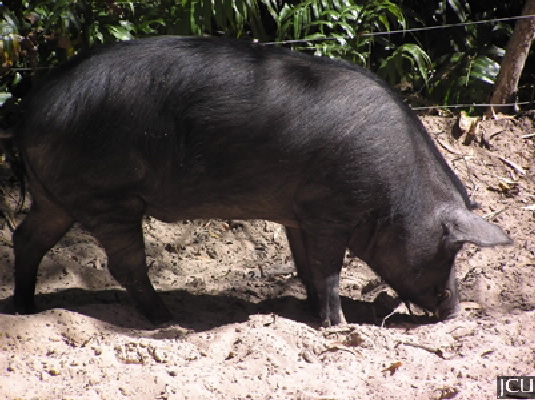 Sus scrofa