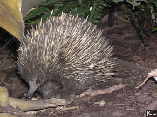 Tachyglossus aculeatus