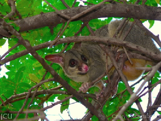 Trichosurus vulpecula