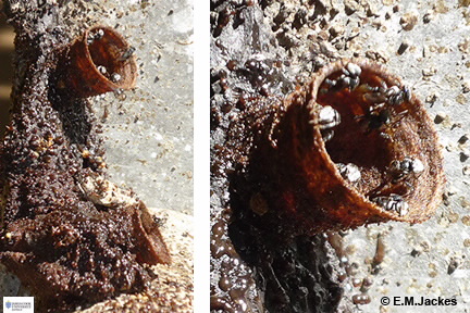 Iamges of Trigona sp.