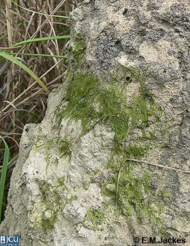 Amitermes laurensis mound image