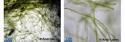Images of Klebsomidium alga