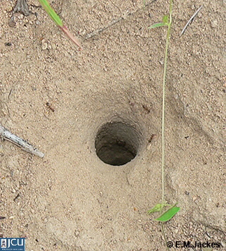Image of Aphaenogaster barbara