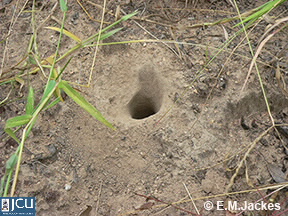 Image of Aphaenogaster nest entrance