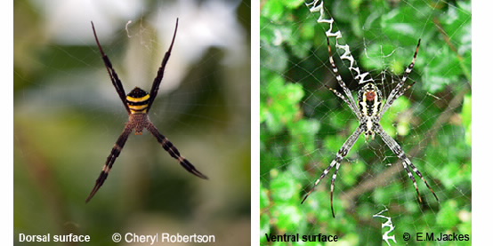 Images of Argiope keyserlingi