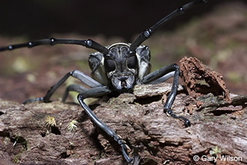 Image of Batocera boisduvali