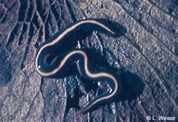 Image of Caenoplana flatworm