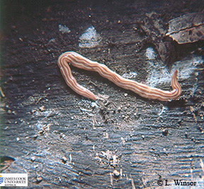 Image of Caenoplana sp.