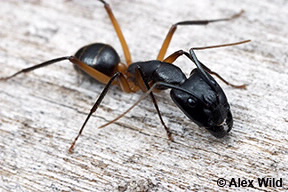 Image of Camponotus novaehollandiae