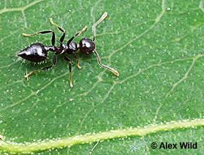 Image of Crematogaster sp