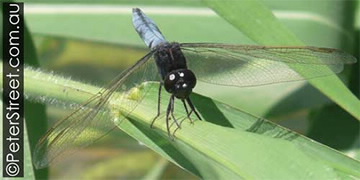 Image of Crocothemis nigrifrons