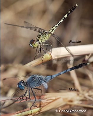 male and female perching