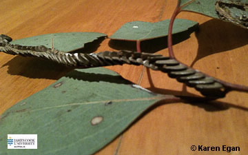 Image of Katydid eggs