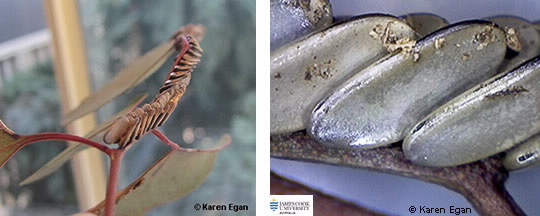 Images of Katydid eggs