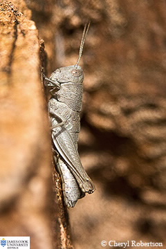 Image of grasshopper