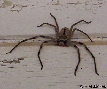 Image of Holconia immanis