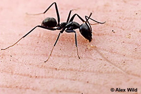 Image of Iridomyrmex sp.