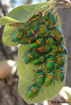 Image of Jewel bug