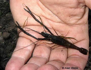 Image of Macrobrachium