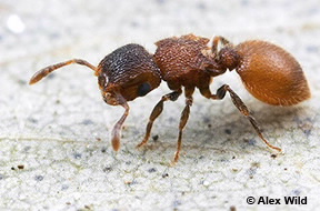 Image of Meranoplus sp.