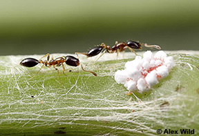Image of Monomorium floricola
