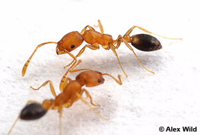 Image of Monomorium pharaonis
