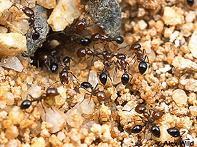 Image of Monomorium rothsteini