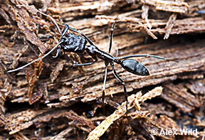 Image of Odontomachus sp.