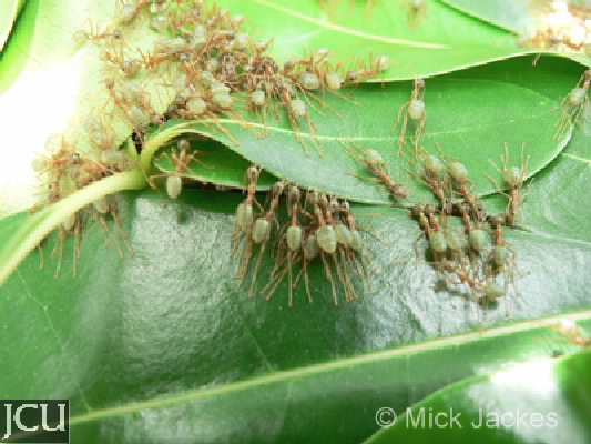 Oecophylla smaragdina 