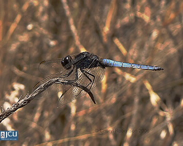 Image of Orthetrum caledonicum