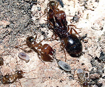 Image of Pheidole megacephala