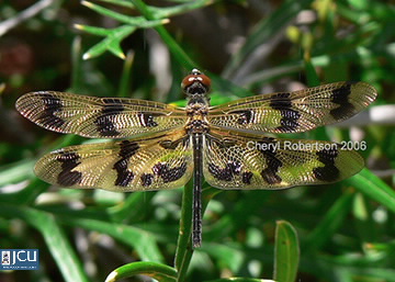 Image of Rhyothemis graphiptera
