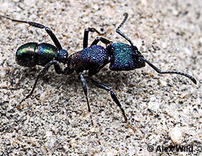 Image of Rhytidoponera metallica