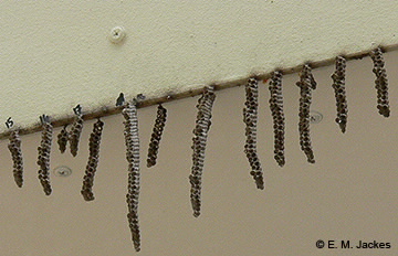 Image of Paper Wasp nests