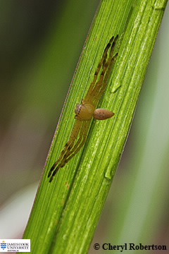 Sparassidae image