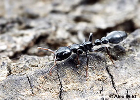 Image of Tetraponera punctulata