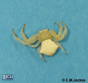 Image of White Flower Spider
