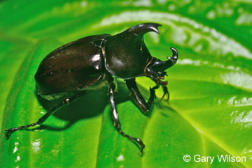 Image of Xylotrupes gideon