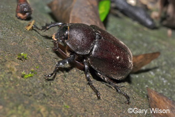 Image of female Xylotrupes gideon