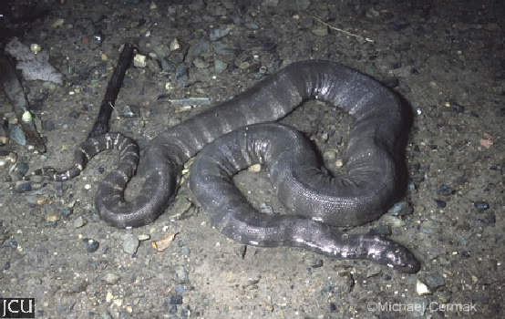 Acrochordus granulatus